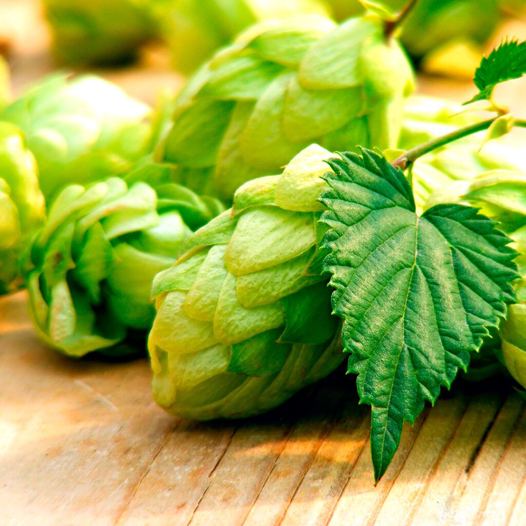 All About Hops 1